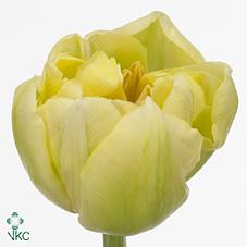 Срезанные цветы оптом Tulipa do verona от 150шт из Голландии с доставкой по России