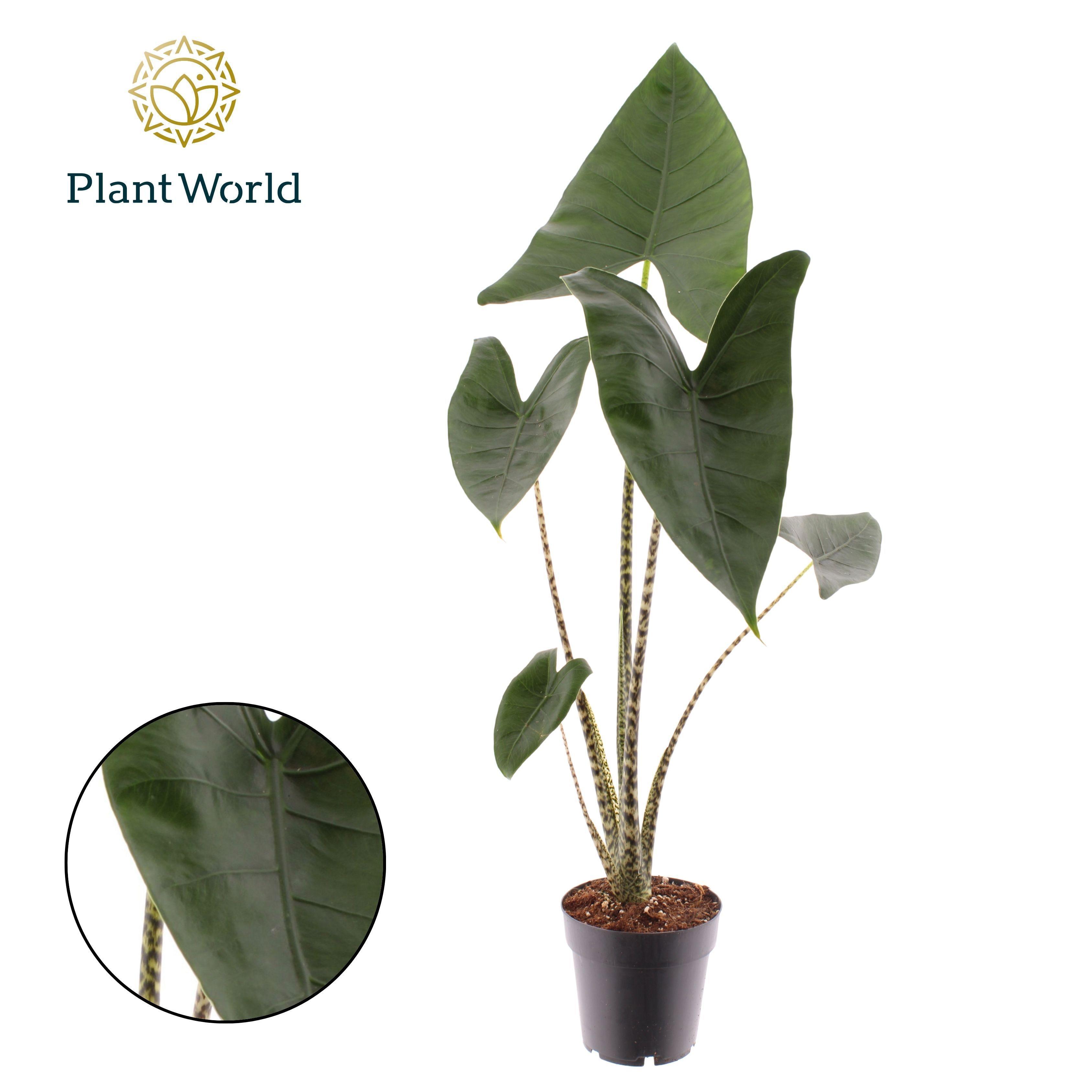 Горшечные цветы и растения оптом Alocasia Zebrina от 7шт (для телеги) из Голландии с доставкой по России