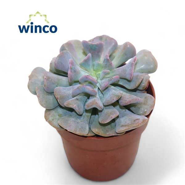 Горшечные цветы и растения оптом Echeveria Cubic Frost от 18шт (для телеги) из Голландии с доставкой по России