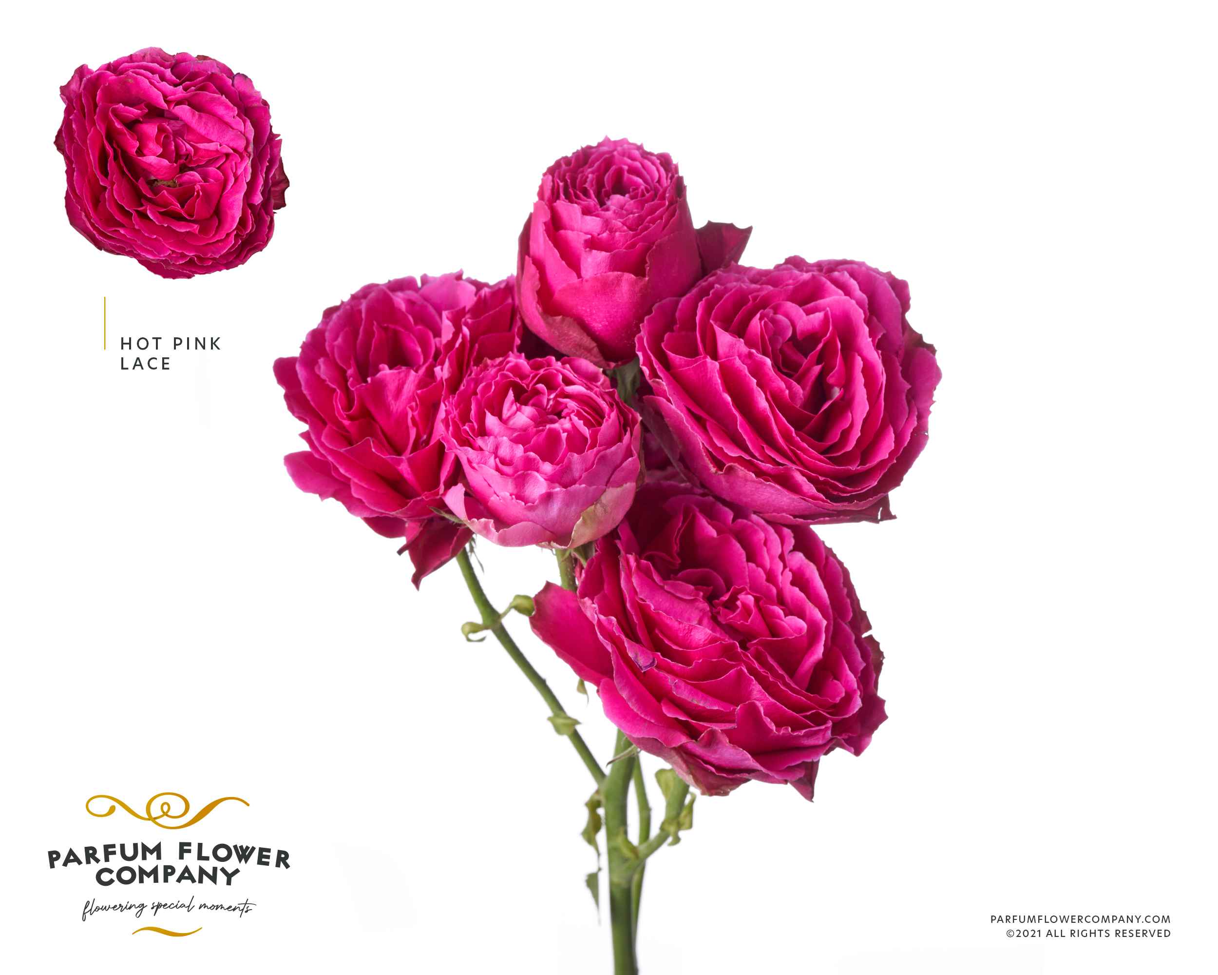 Срезанные цветы оптом Rosa sp lace hot pink от 12шт из Голландии с доставкой по России