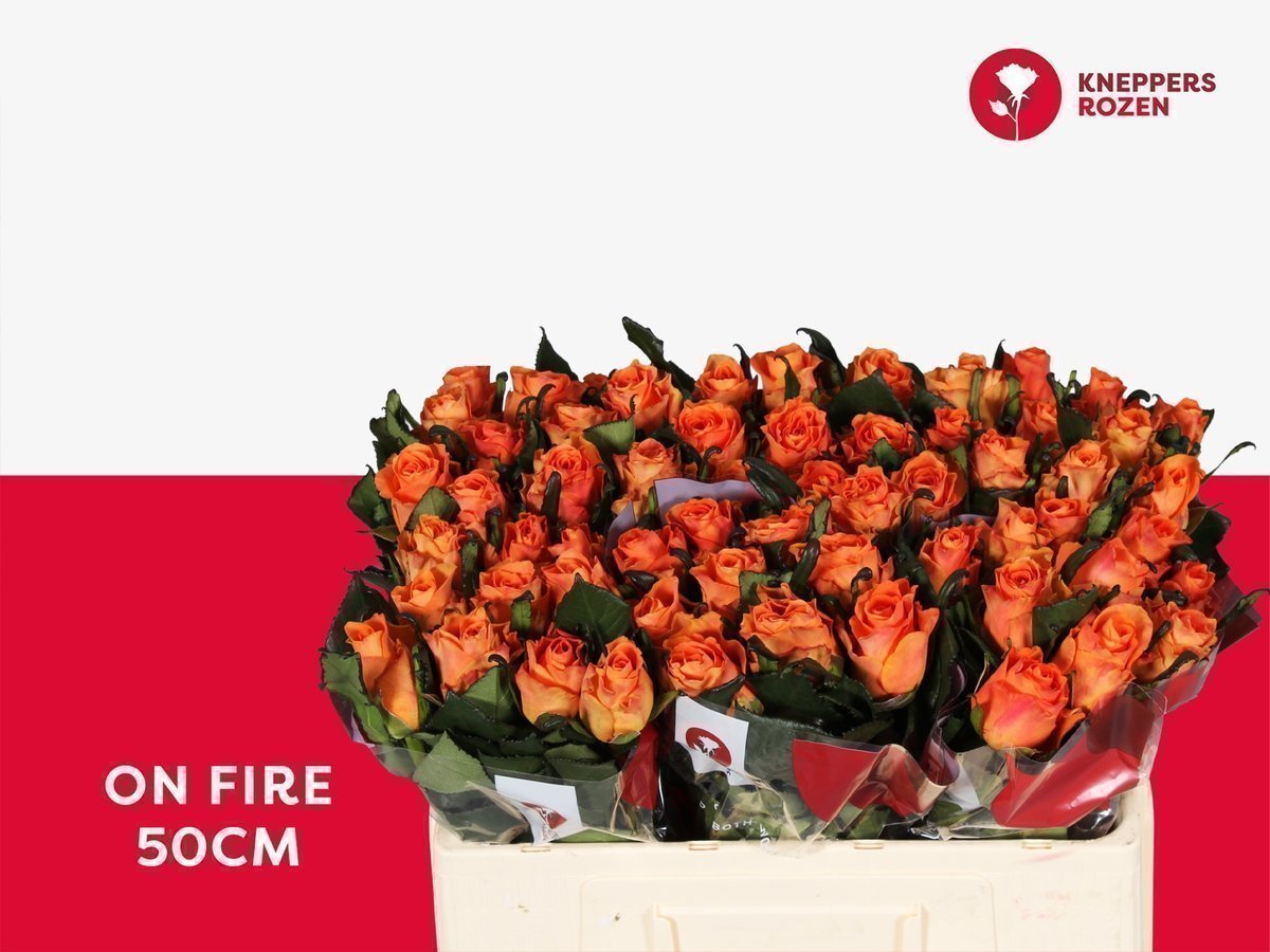 Срезанные цветы оптом Rosa large on fire от 60шт. из Голландии с доставкой по России