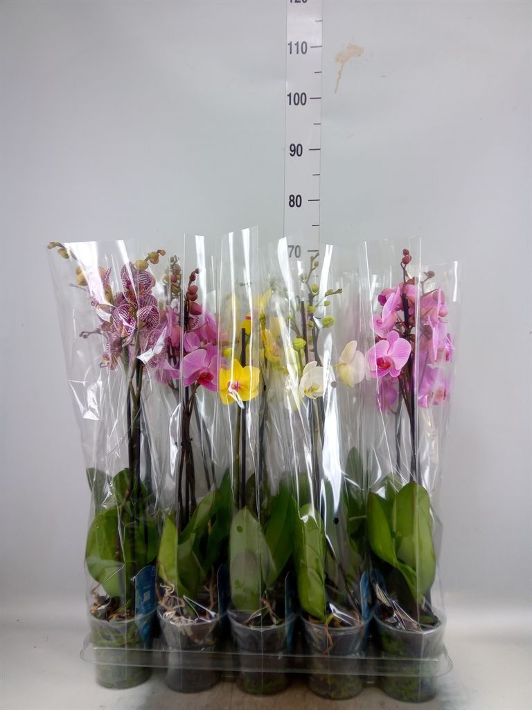 Горшечные цветы и растения оптом Phalaenopsis   ...mix  5 от 10шт из Голландии с доставкой по России