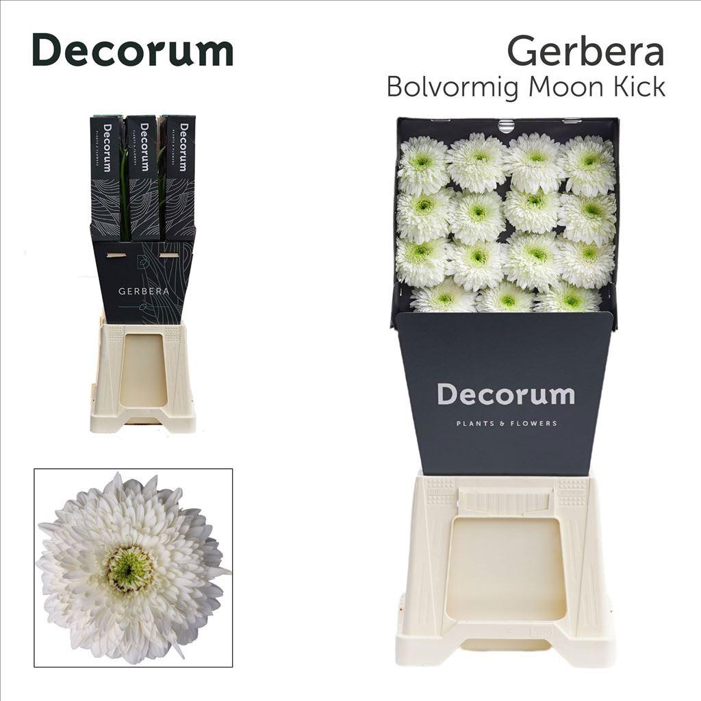 Срезанные цветы оптом Gerbera diamond terra moon kick от 45шт из Голландии с доставкой по России