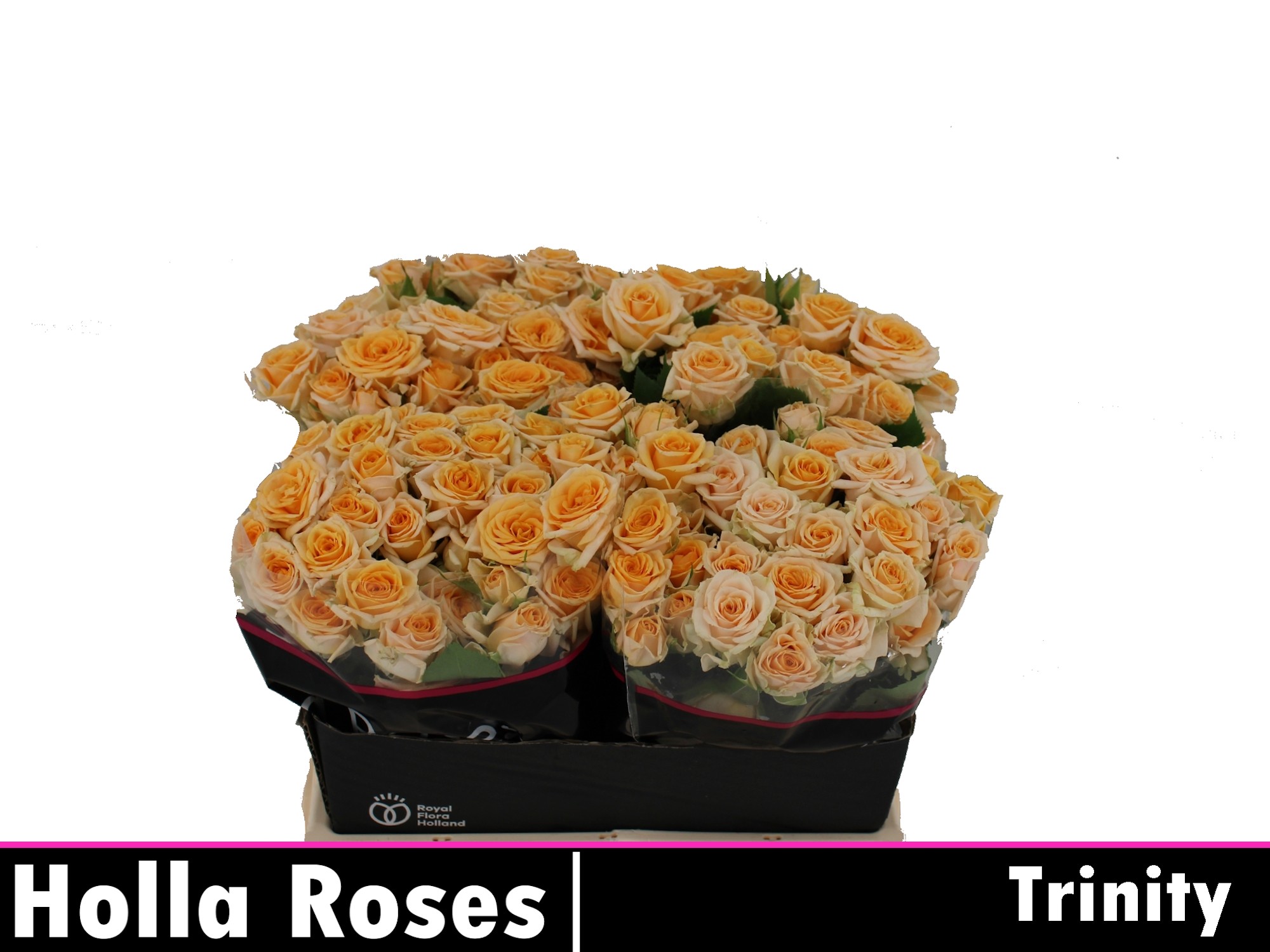 Срезанные цветы оптом Rosa spray trinity от 40шт из Голландии с доставкой по России