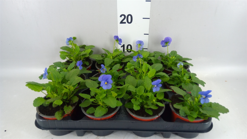 Горшечные цветы и растения оптом Viola Corn. evo Mini Violet Beaco от 12шт (для телеги) из Голландии с доставкой по России