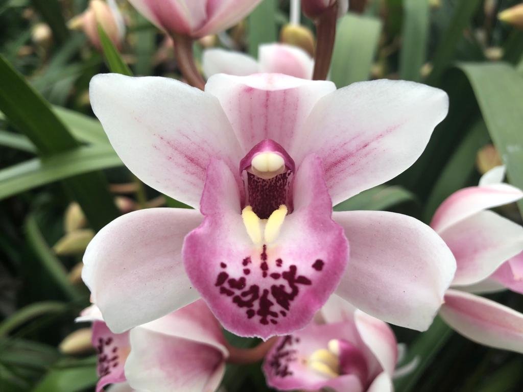 Срезанные цветы оптом Minicymbidium sabrina от 12шт из Голландии с доставкой по России