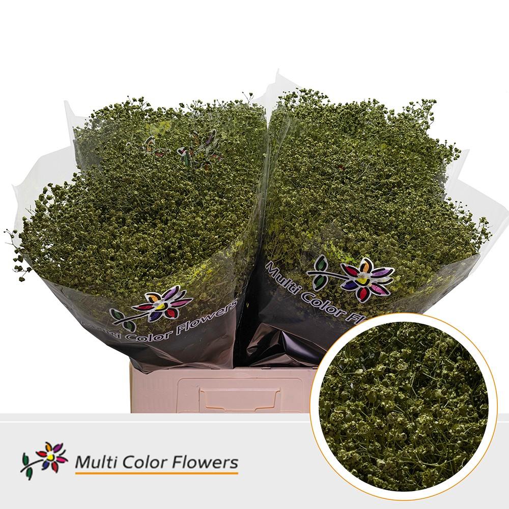 Срезанные цветы оптом Gyps large paint olive от 100шт из Голландии с доставкой по России