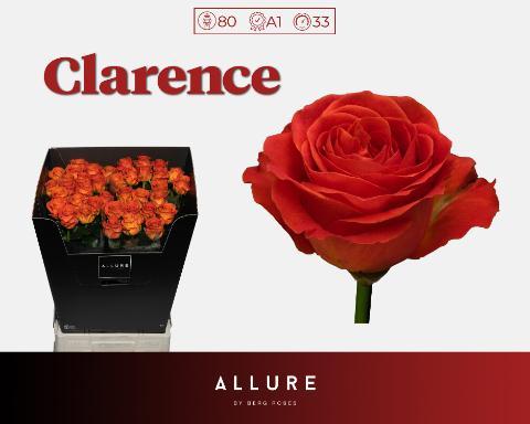Срезанные цветы оптом Rosa large clarence Allure от 40шт из Голландии с доставкой по России