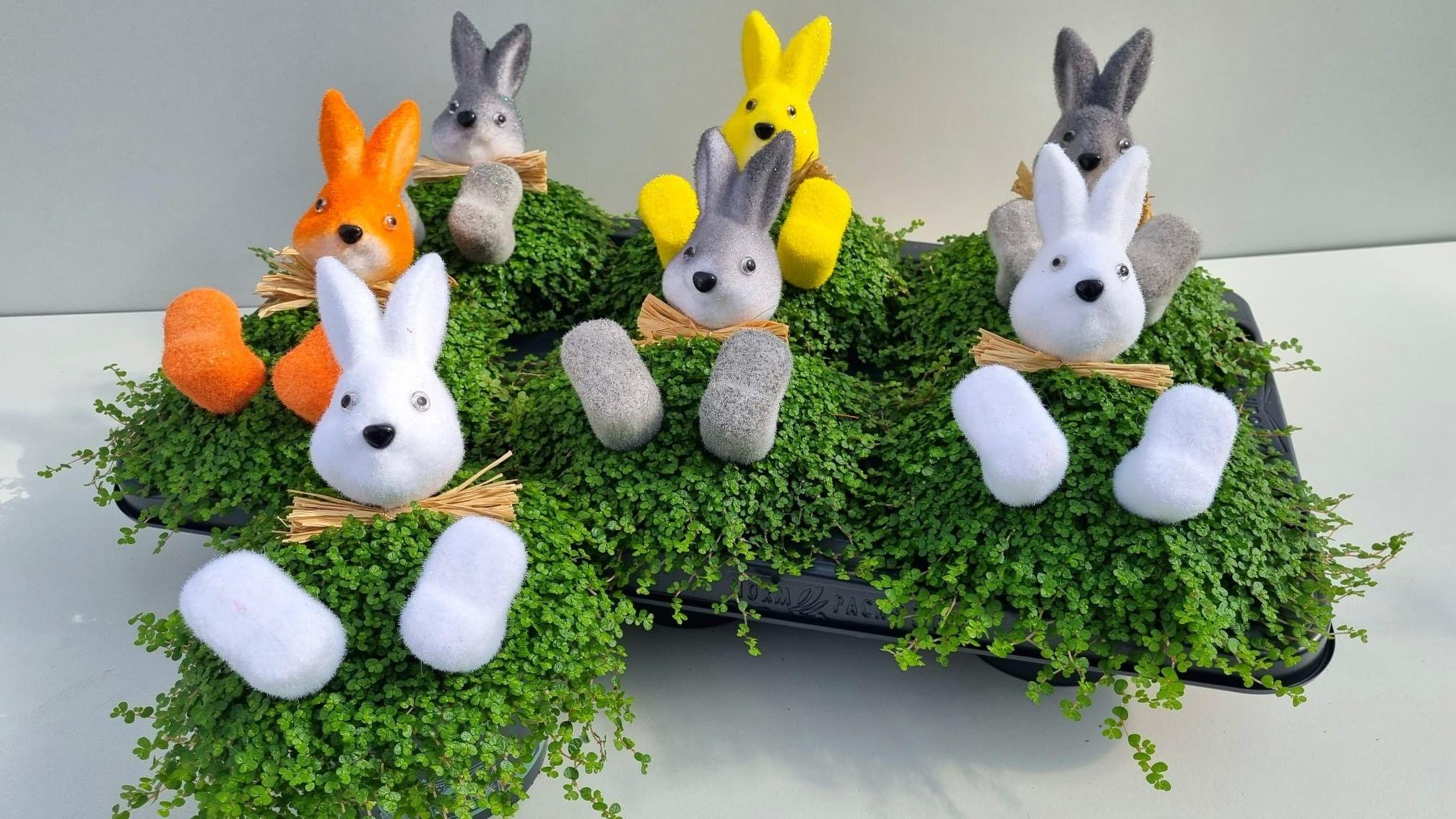 Горшечные цветы и растения оптом Solei Sol Groen от 6шт' из Голландии с доставкой по России