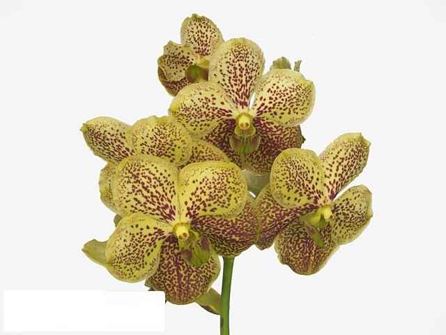 Срезанные цветы оптом Vanda sunanda banana spots от 16шт из Голландии с доставкой по России