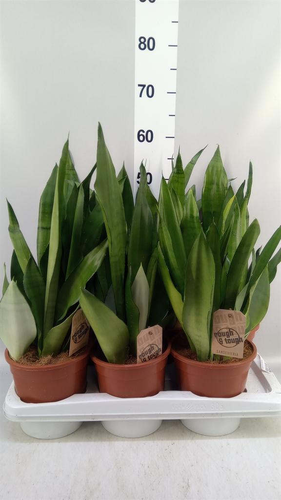 Горшечные цветы и растения оптом Sansevieria Trifa. moonshine от 6шт из Голландии с доставкой по России