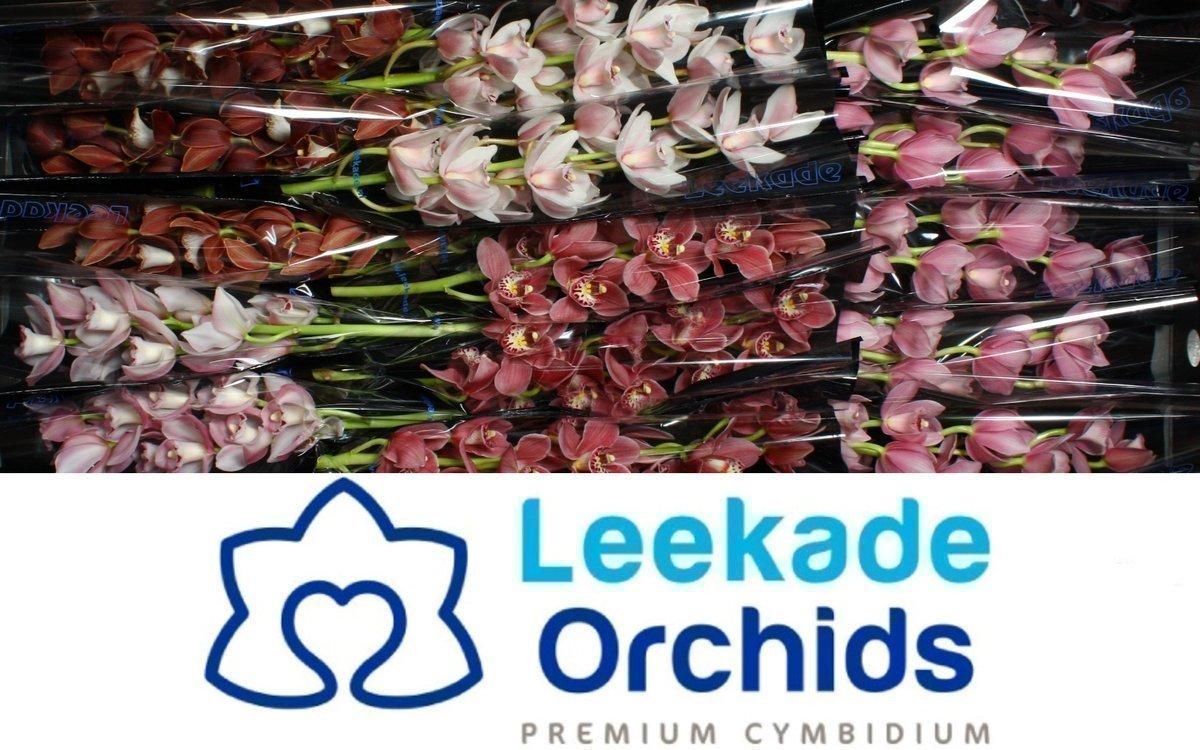 Срезанные цветы оптом Minicymbidium mix 2 colours от 15шт. из Голландии с доставкой по России