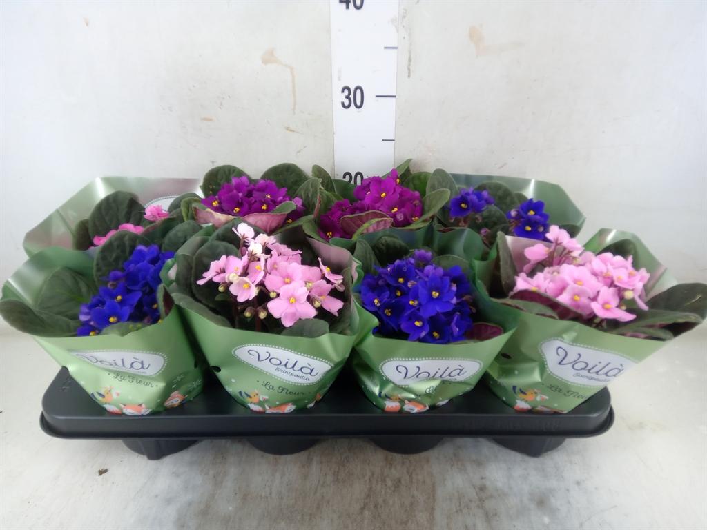 Горшечные цветы и растения оптом Saintpaulia   ...mix от 8шт (для телеги) из Голландии с доставкой по России