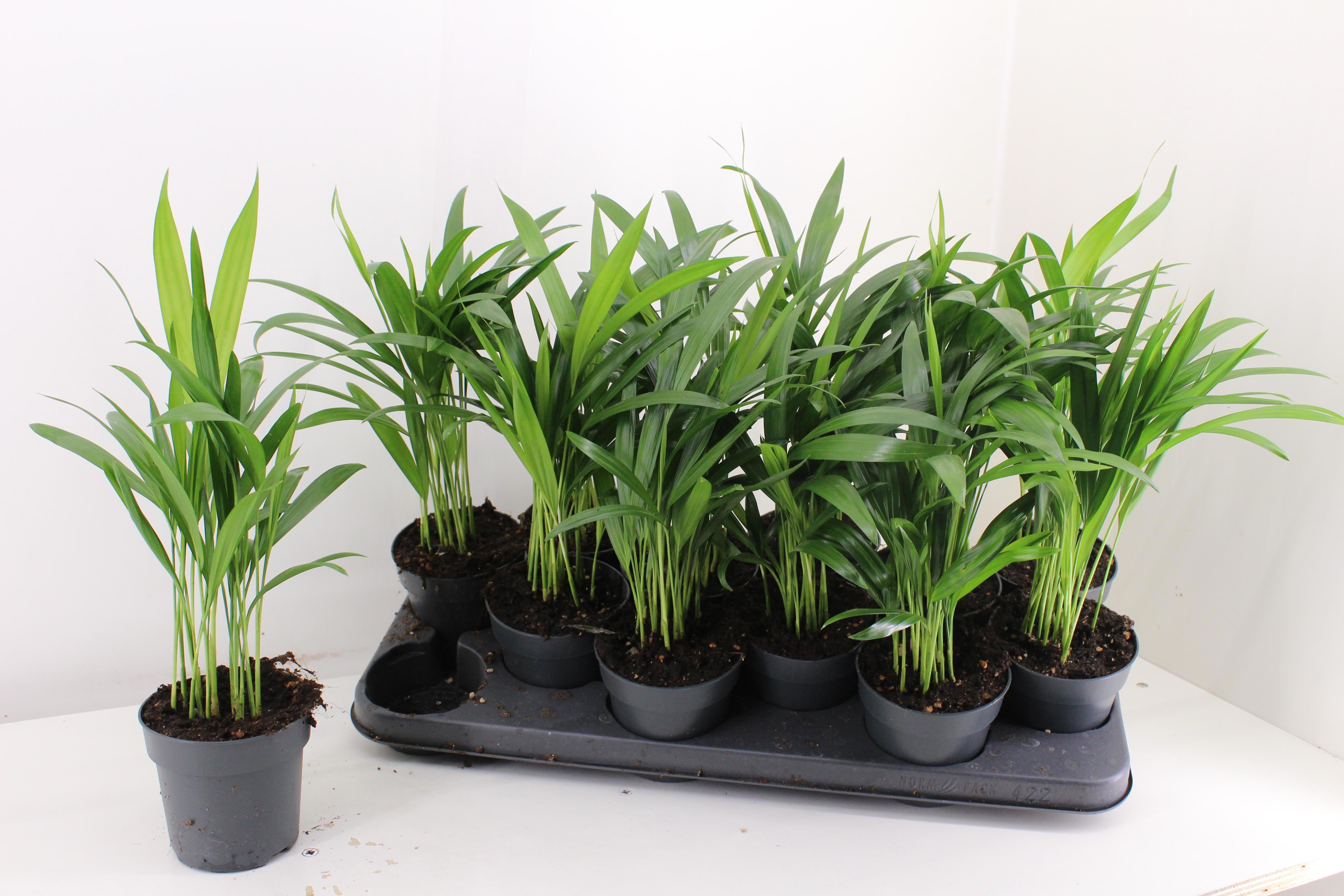 Горшечные цветы и растения оптом Dypsis Lutescens от 12шт из Голландии с доставкой по России