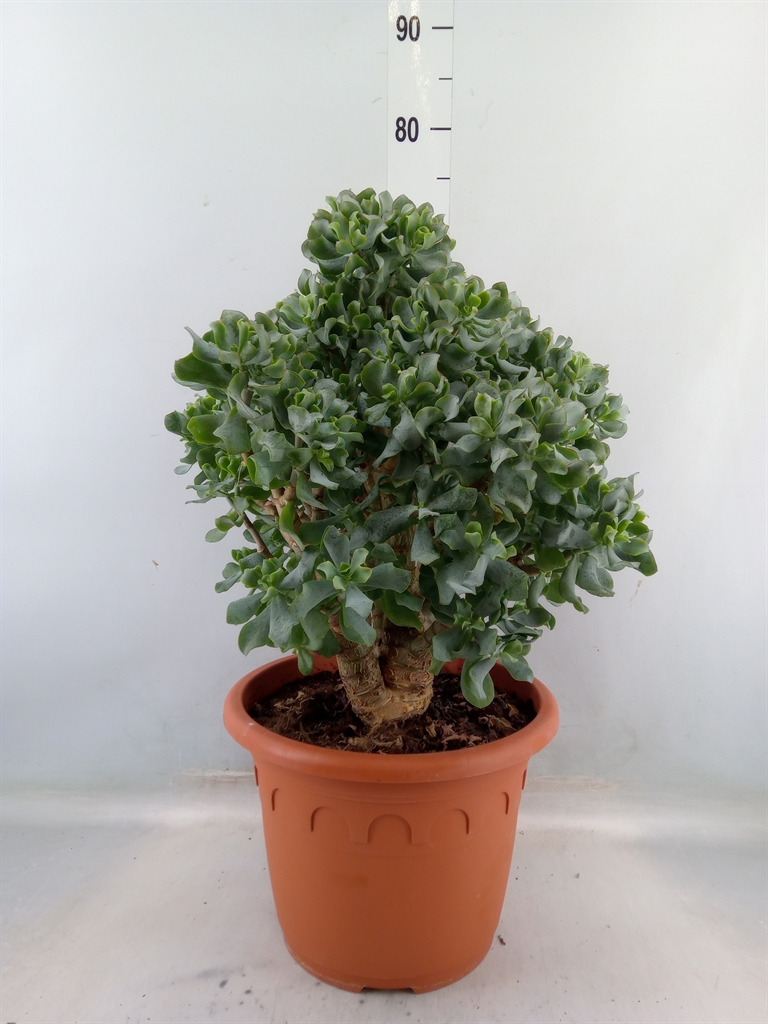 Горшечные цветы и растения оптом Crassula Arborescens Subsp. Undilat от 1шт из Голландии с доставкой по России