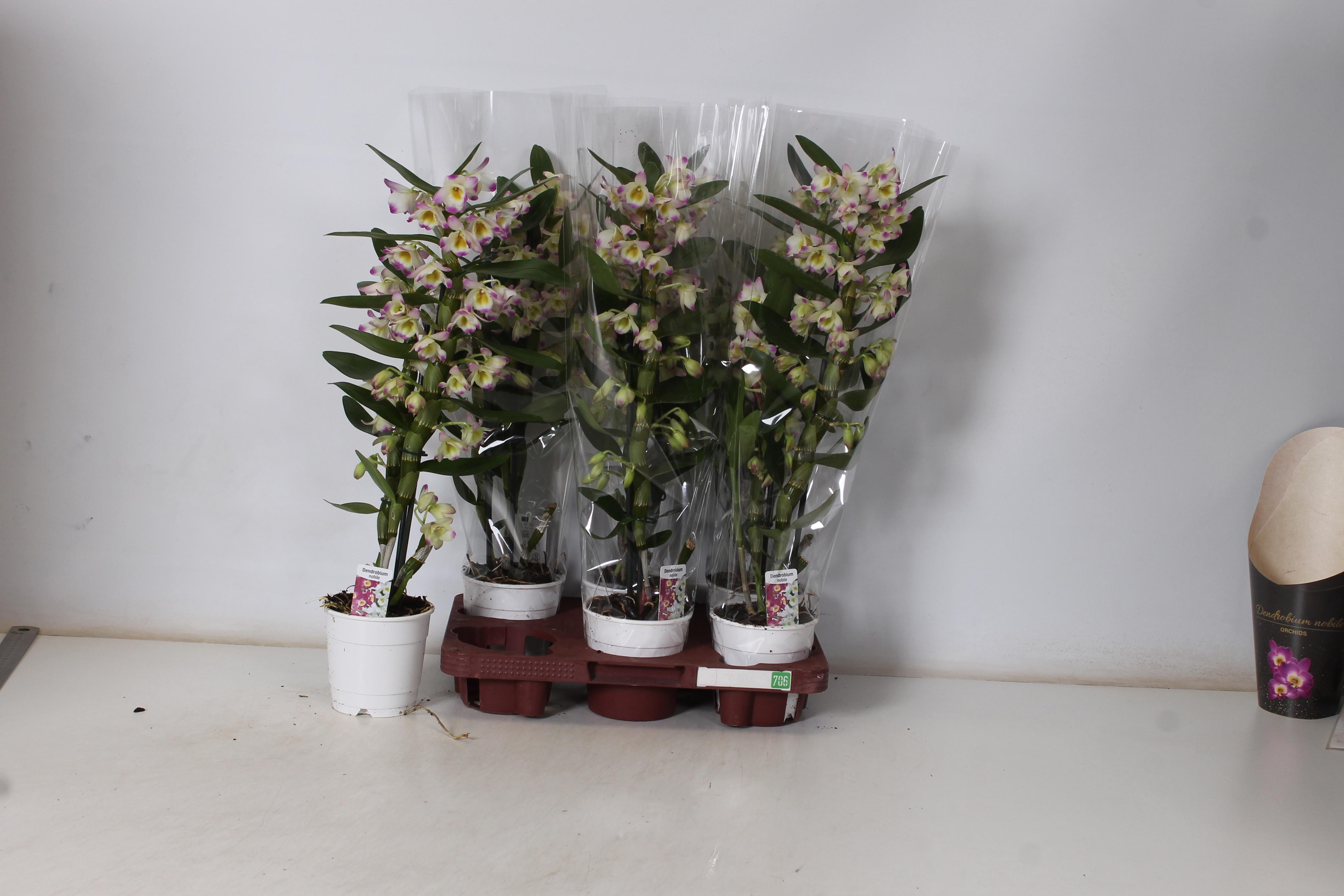 Горшечные цветы и растения оптом Dendrobium Bright Eyes от 6шт из Голландии с доставкой по России