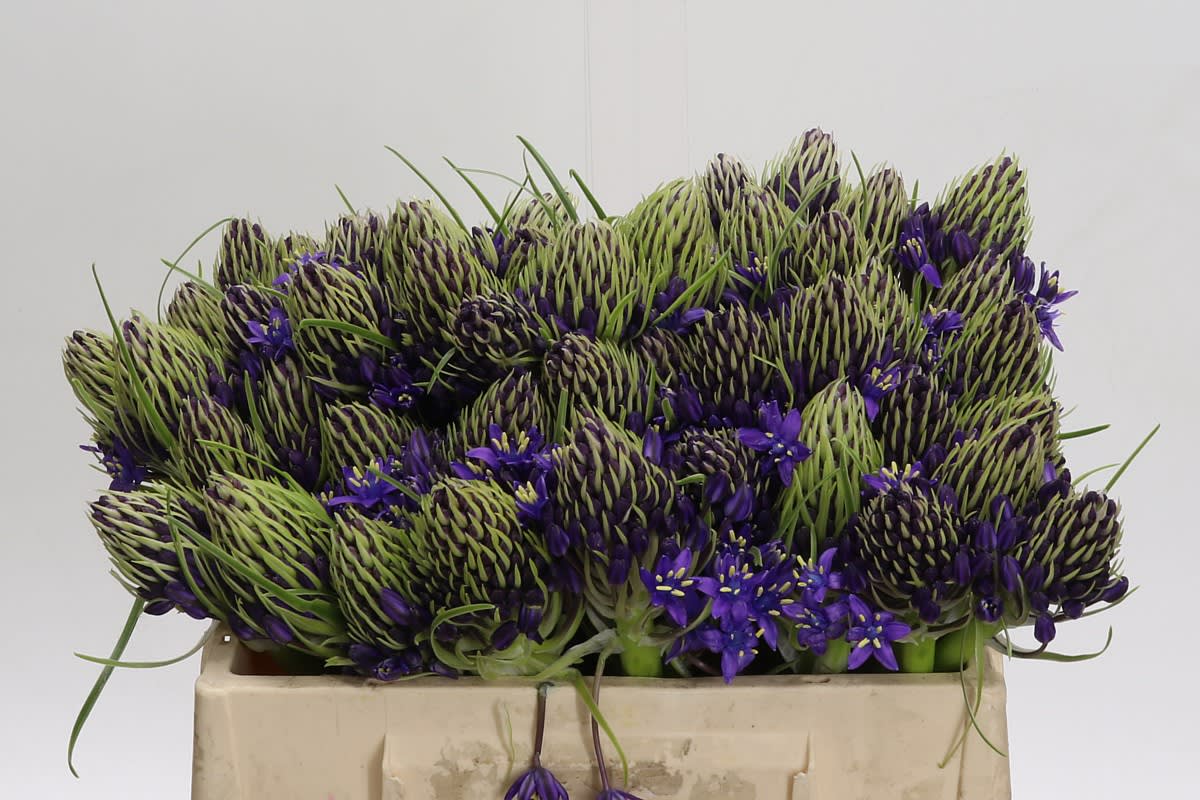 Срезанные цветы оптом Scilla peruviana от 60шт из Голландии с доставкой по России