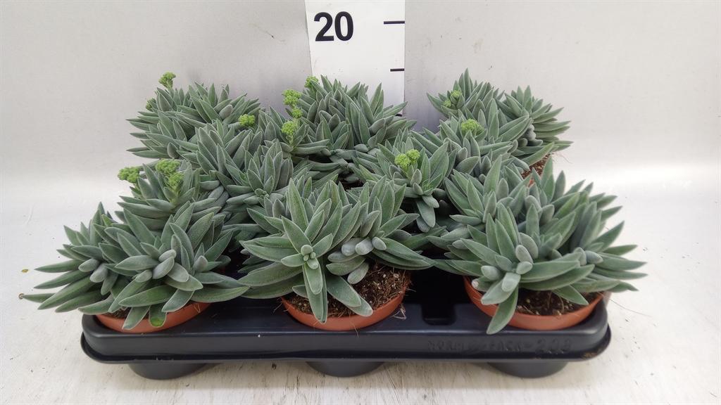Горшечные цветы и растения оптом Crassula ... от 8шт из Голландии с доставкой по России