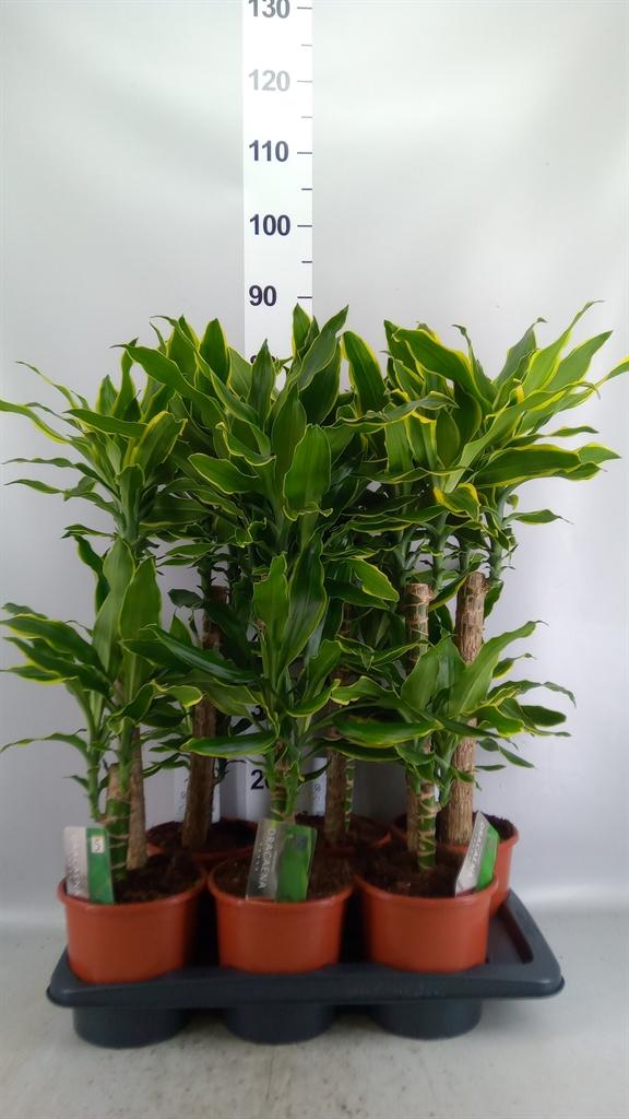 Горшечные цветы и растения оптом Dracaena Frag. golden Coast от 6шт из Голландии с доставкой по России