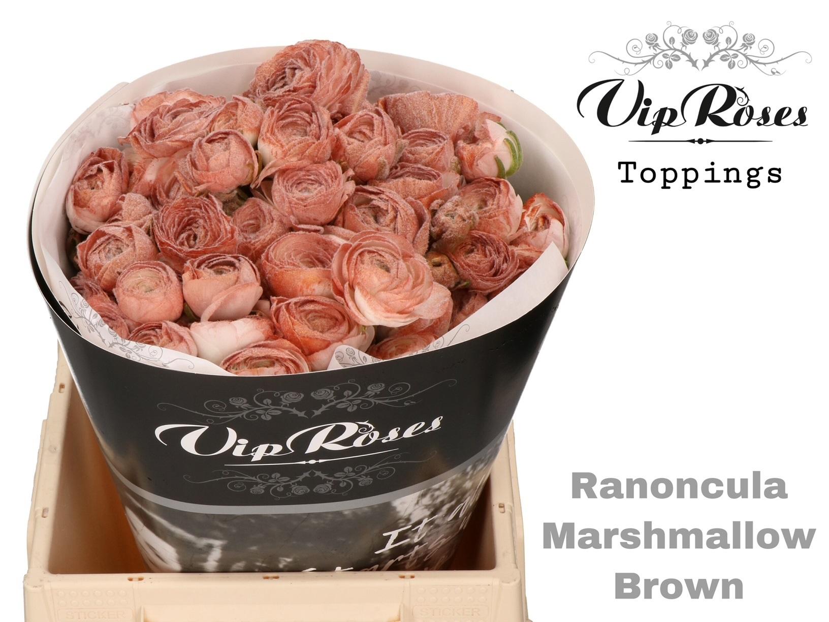 Срезанные цветы оптом Ranunculus marshmallow brown от 30шт из Голландии с доставкой по России