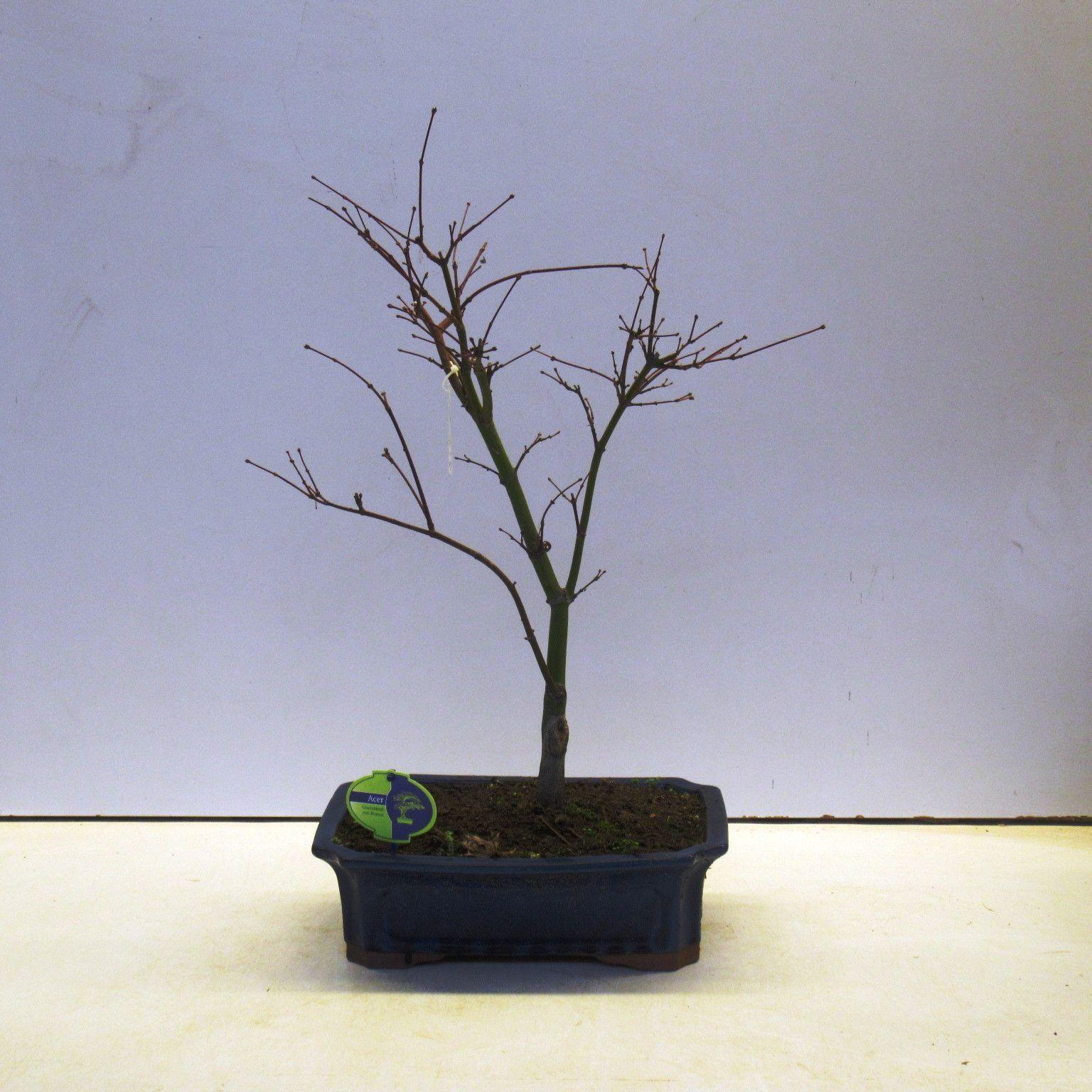 Горшечные цветы и растения оптом Acer Palmatum Atropurpureum от 1шт из Голландии с доставкой по России