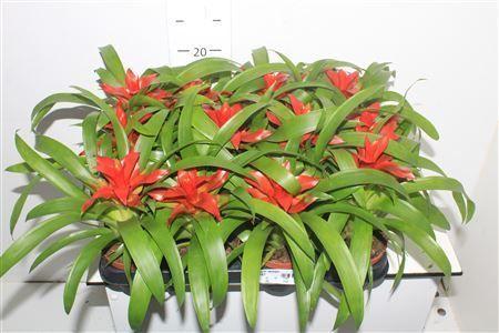 Горшечные цветы и растения оптом Guzmania Tempo от 12шт (для телеги) из Голландии с доставкой по России