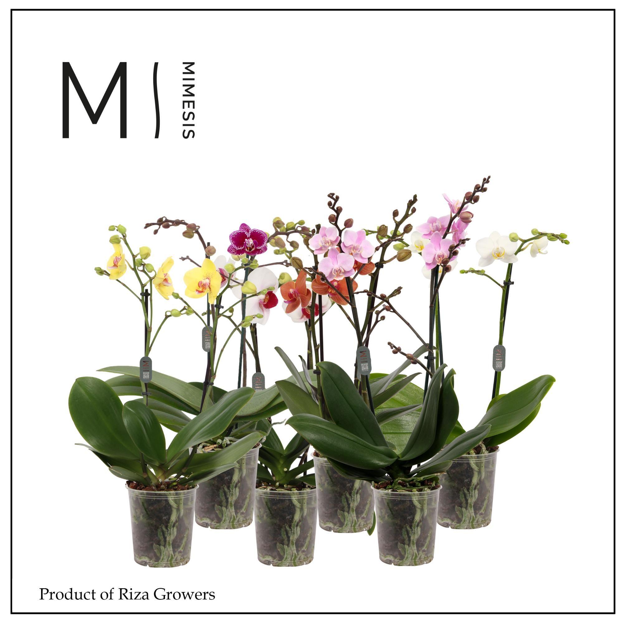 Горшечные цветы и растения оптом Phal 2st Multi Mix (orchid Growers) от 10шт из Голландии с доставкой по России