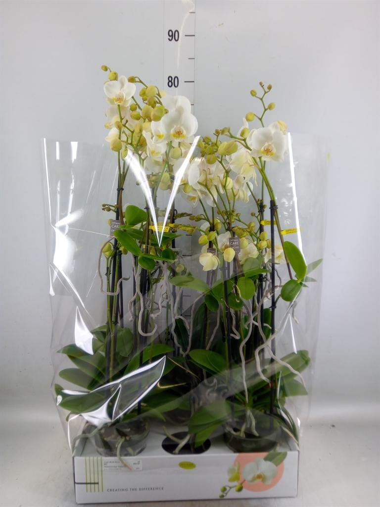 Горшечные цветы и растения оптом Phalaenopsis Multi.   ...white от 5шт из Голландии с доставкой по России