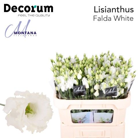 Срезанные цветы оптом Lisianthus si falda white от 80шт из Голландии с доставкой по России