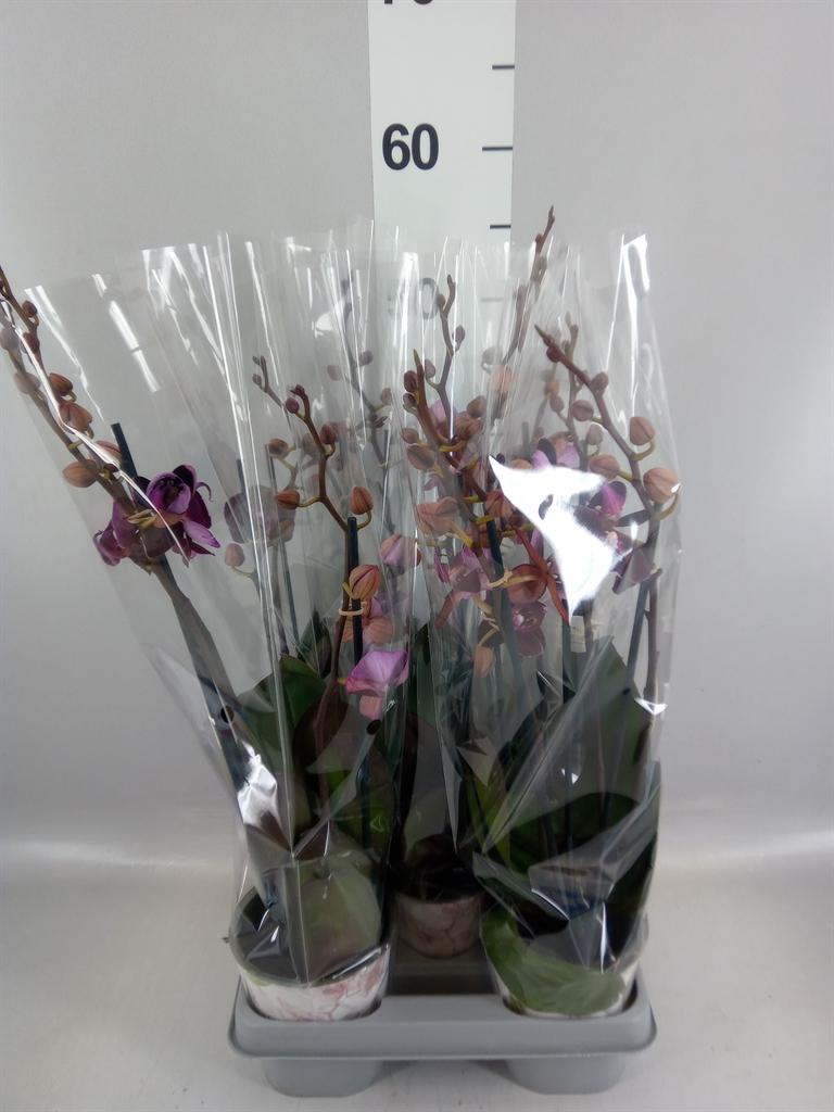 Горшечные цветы и растения оптом Phalaenopsis Multi. ant Cartagena от 5шт из Голландии с доставкой по России