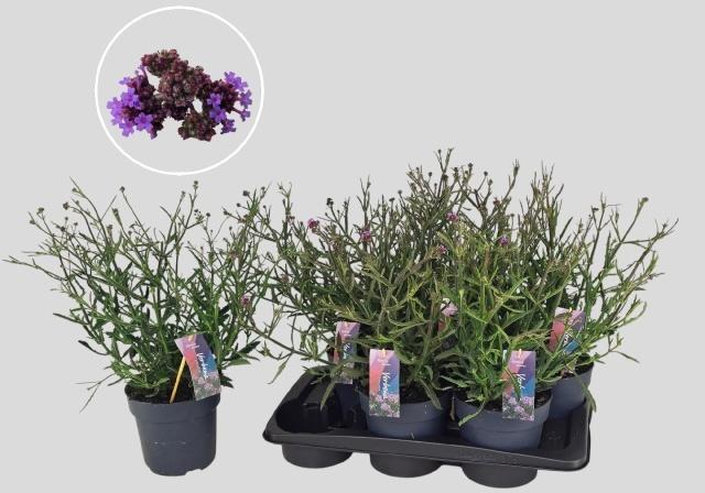 Горшечные цветы и растения оптом Verbe Bonariensis от 6шт из Голландии с доставкой по России