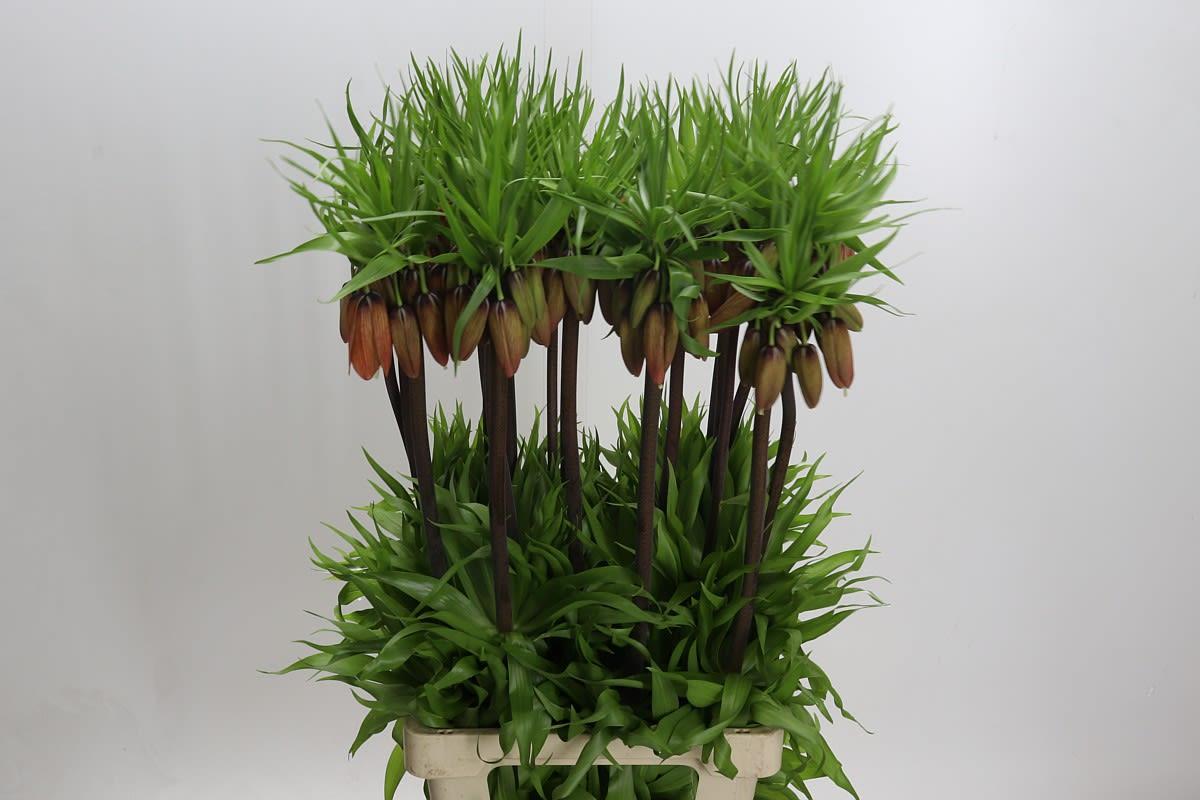 Срезанные цветы оптом Fritillaria imperialis от 20шт из Голландии с доставкой по России