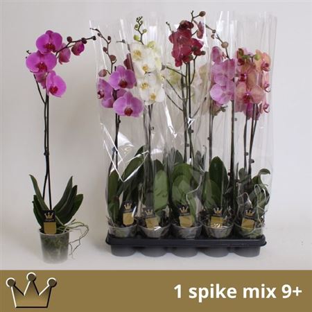 Горшечные цветы и растения оптом Phal 1st Mix 9+ (bernhard) от 10шт из Голландии с доставкой по России Горшечные цветы и растения оптом Phal 1st Mix 9+ (bernhard) от 10шт из Голландии с доставкой по России