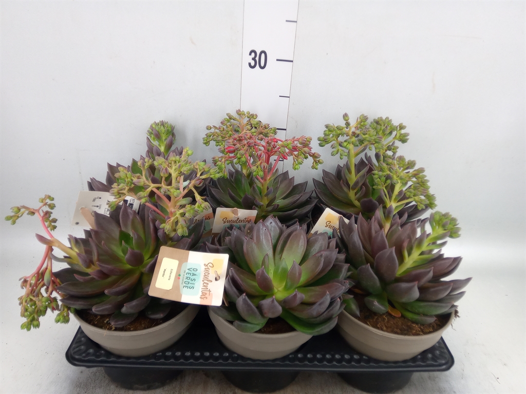 Горшечные цветы и растения оптом Echeveria   ... от 6шт из Голландии с доставкой по России