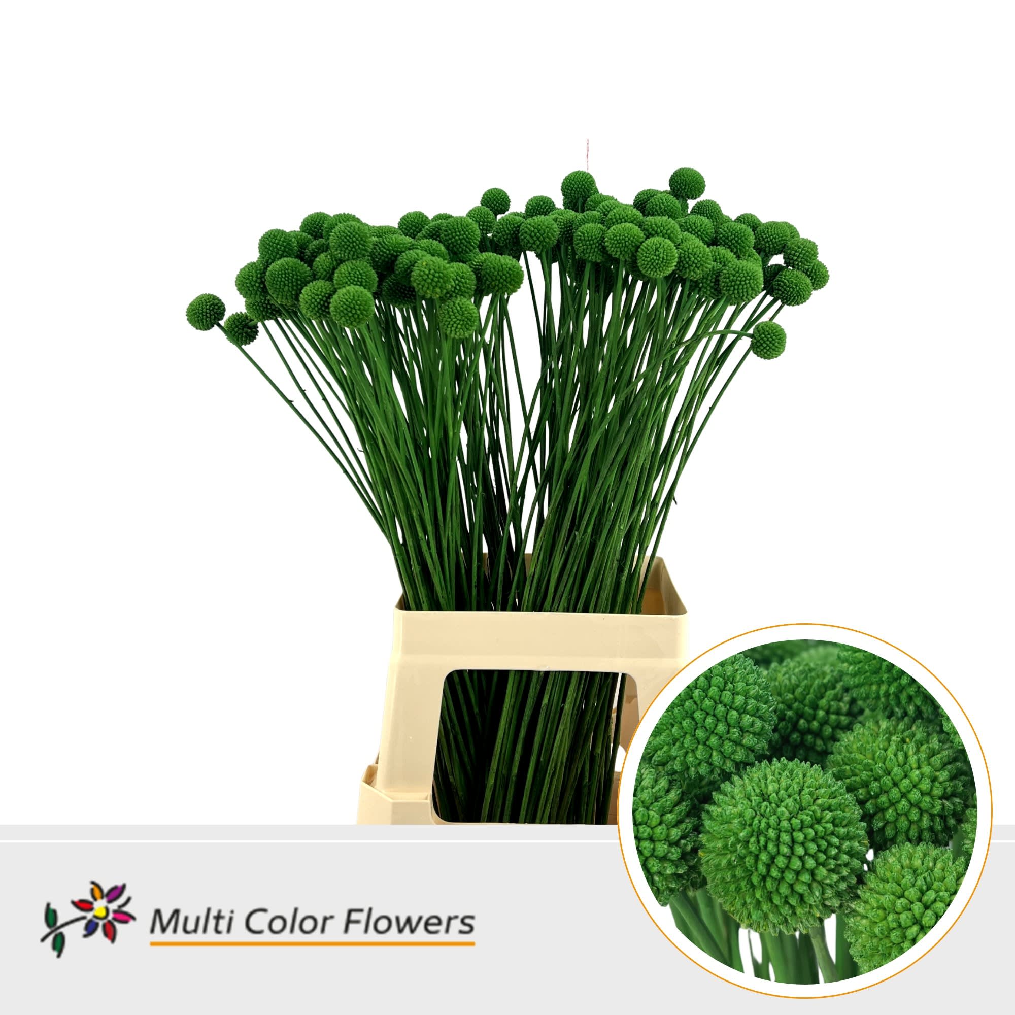 Срезанные цветы оптом Craspedia paint green dark от 200шт из Голландии с доставкой по России