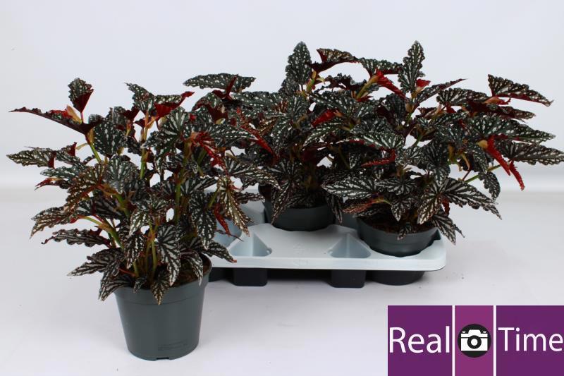 Горшечные цветы и растения оптом Beg Ma Spotl Dark от 3шт (для телеги) из Голландии с доставкой по России