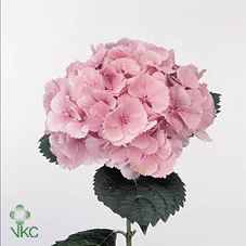 Срезанные цветы оптом Hydrangea elbtal pink от 10шт из Голландии с доставкой по России