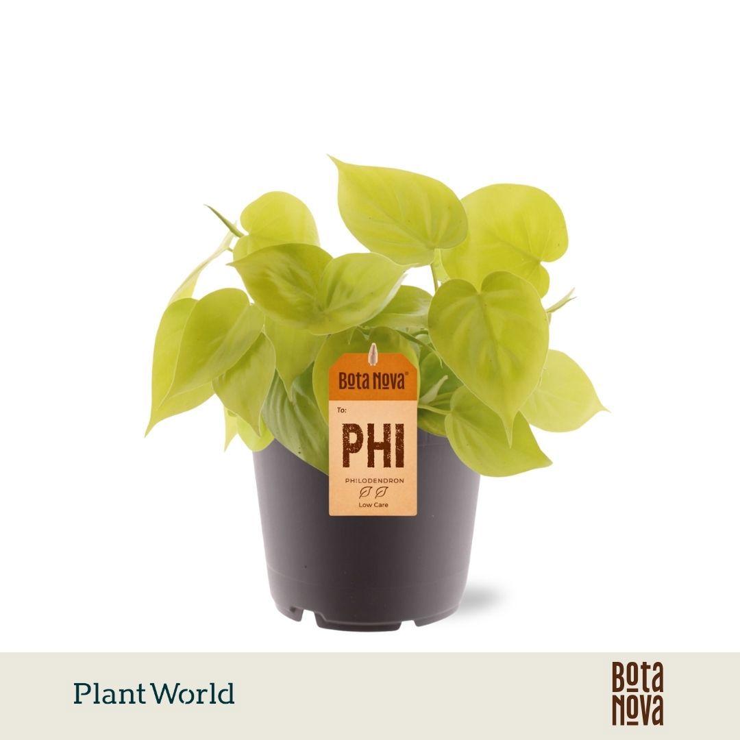Горшечные цветы и растения оптом Philodendron Scandens Micans Lime от 10шт из Голландии с доставкой по России