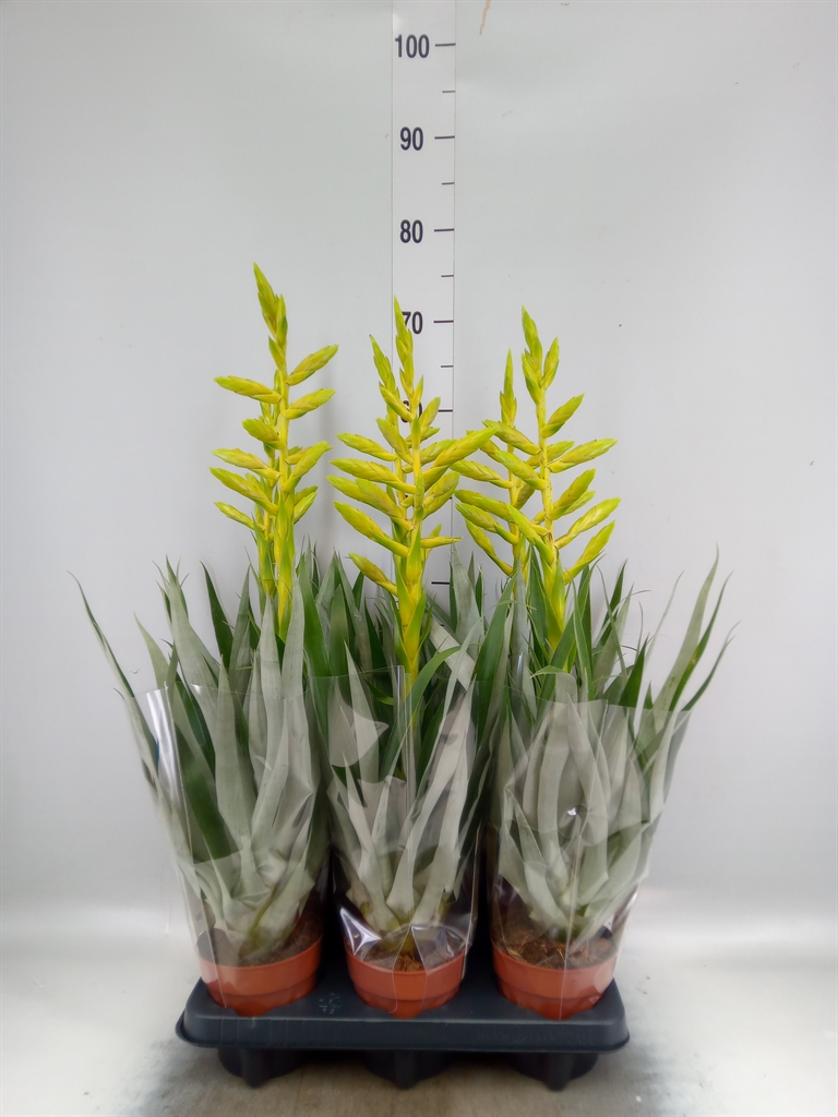 Горшечные цветы и растения оптом Tillandsia Oerstediana от 6шт из Голландии с доставкой по России