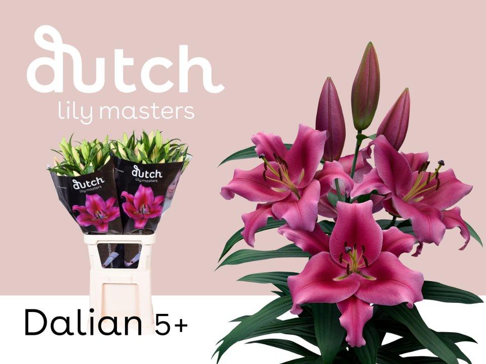 Срезанные цветы оптом Lilium or dalian от 30шт из Голландии с доставкой по России