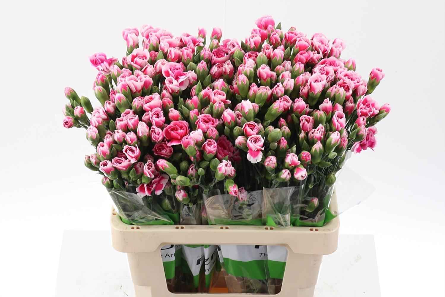 Срезанные цветы оптом Dianthus sp star cherry tessino от 100шт из Голландии с доставкой по России