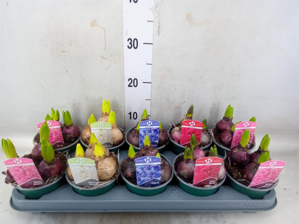 Горшечные цветы и растения оптом Hyacinthus Orie.   ...mix 5 от 10шт из Голландии с доставкой по России