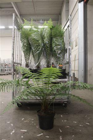 Горшечные цветы и растения оптом Dick Antarctica Outdoor Varen от 1шт из Голландии с доставкой по России