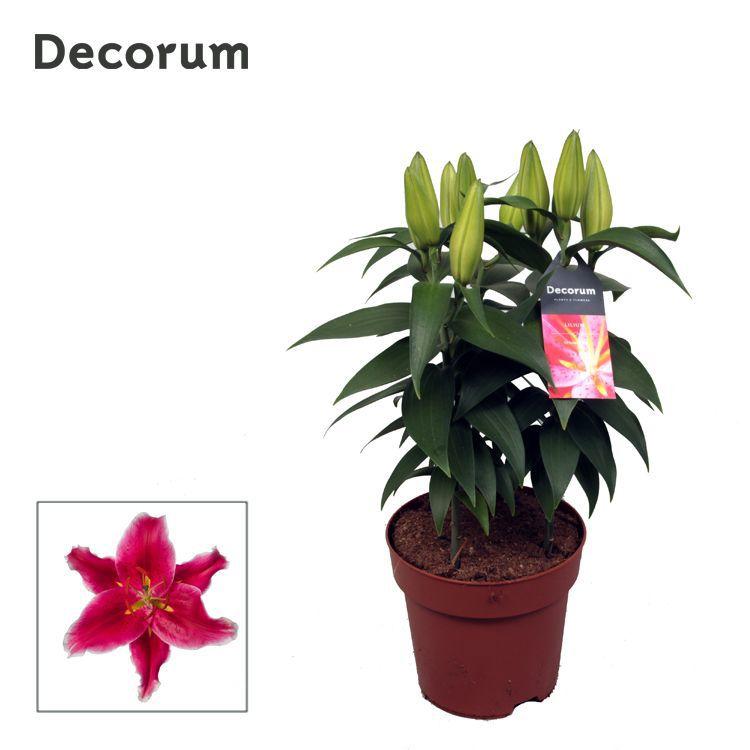 Горшечные цветы и растения оптом Lilium Or Starlight Express (decorum) от 6шт из Голландии с доставкой по России