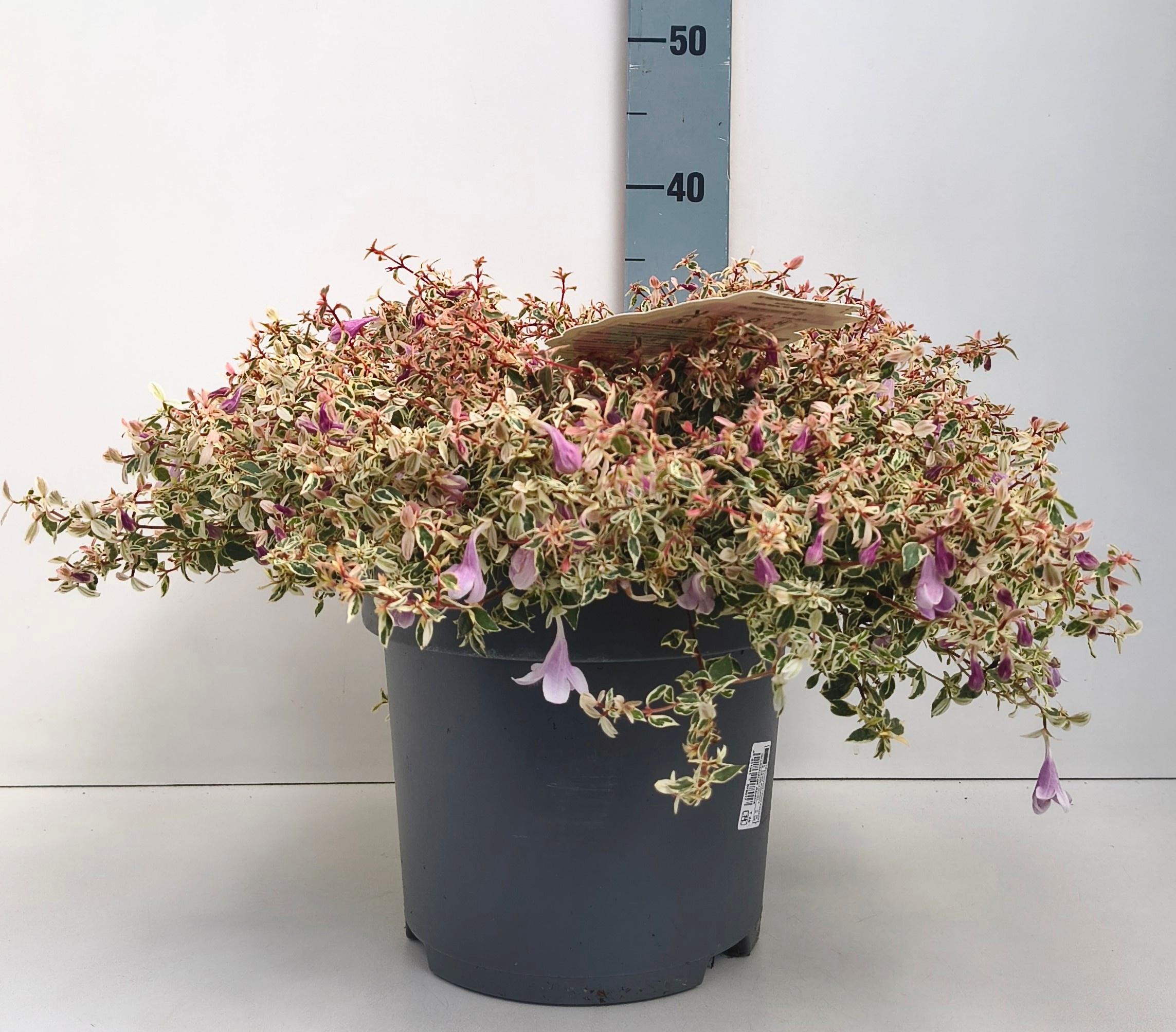 Горшечные цветы и растения оптом Abel Grandiflora от 1шт из Голландии с доставкой по России