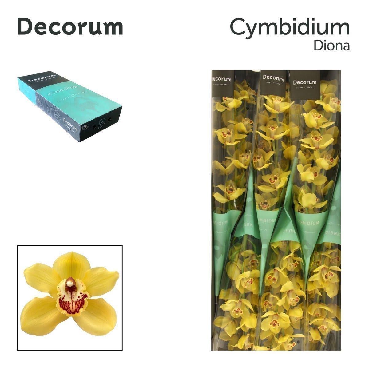 Срезанные цветы оптом Cymbidium yellow diona от 9шт из Голландии с доставкой по России