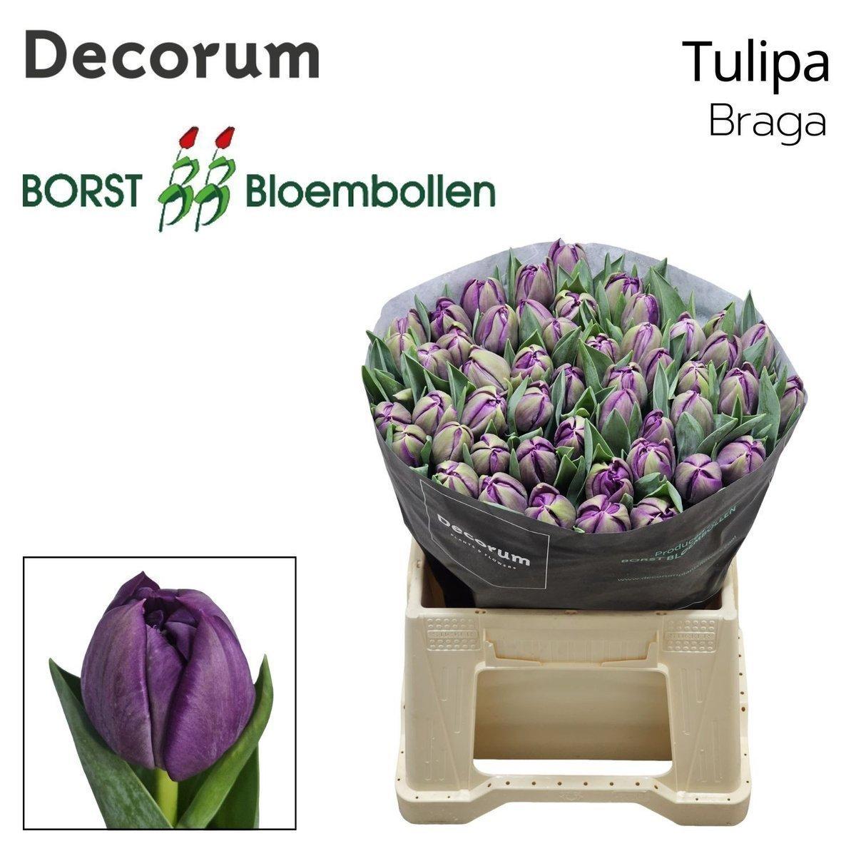 Срезанные цветы оптом Tulipa do braga от 50шт из Голландии с доставкой по России