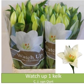 Срезанные цветы оптом Lilium lo watch up от 60шт из Голландии с доставкой по России Срезанные цветы оптом Lilium lo watch up от 60шт из Голландии с доставкой по России