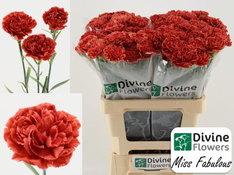 Срезанные цветы оптом Dianthus st miss fabulous от 80шт из Голландии с доставкой по России