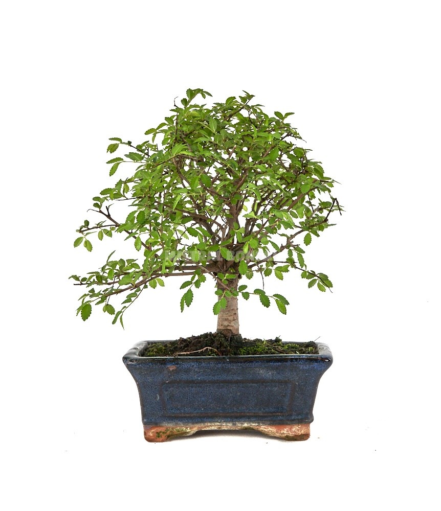 Горшечные цветы и растения оптом Zelkova от 10шт из Голландии с доставкой по России